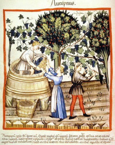 Herbst: Die Weinlese, Illustration aus Tacuinum Sanitatis Codex Vindobonensis von Italian School